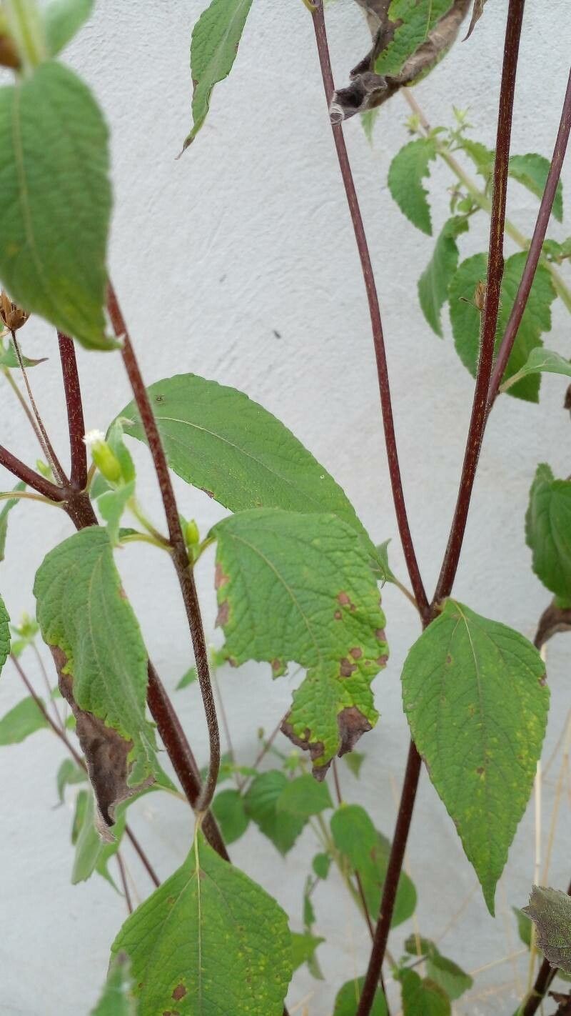 Blainvillea acmella — houseplant care guide
