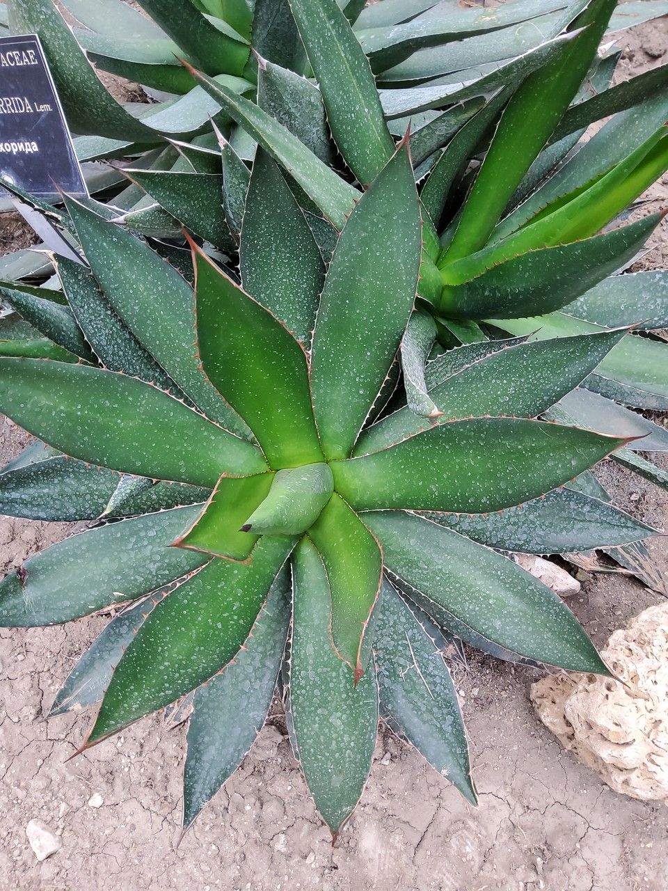 Agave horrida — search result for 'Agave'