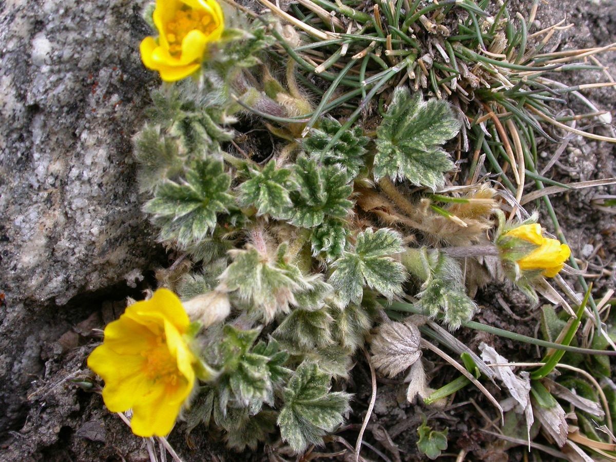 Potentilla sinonivea habit