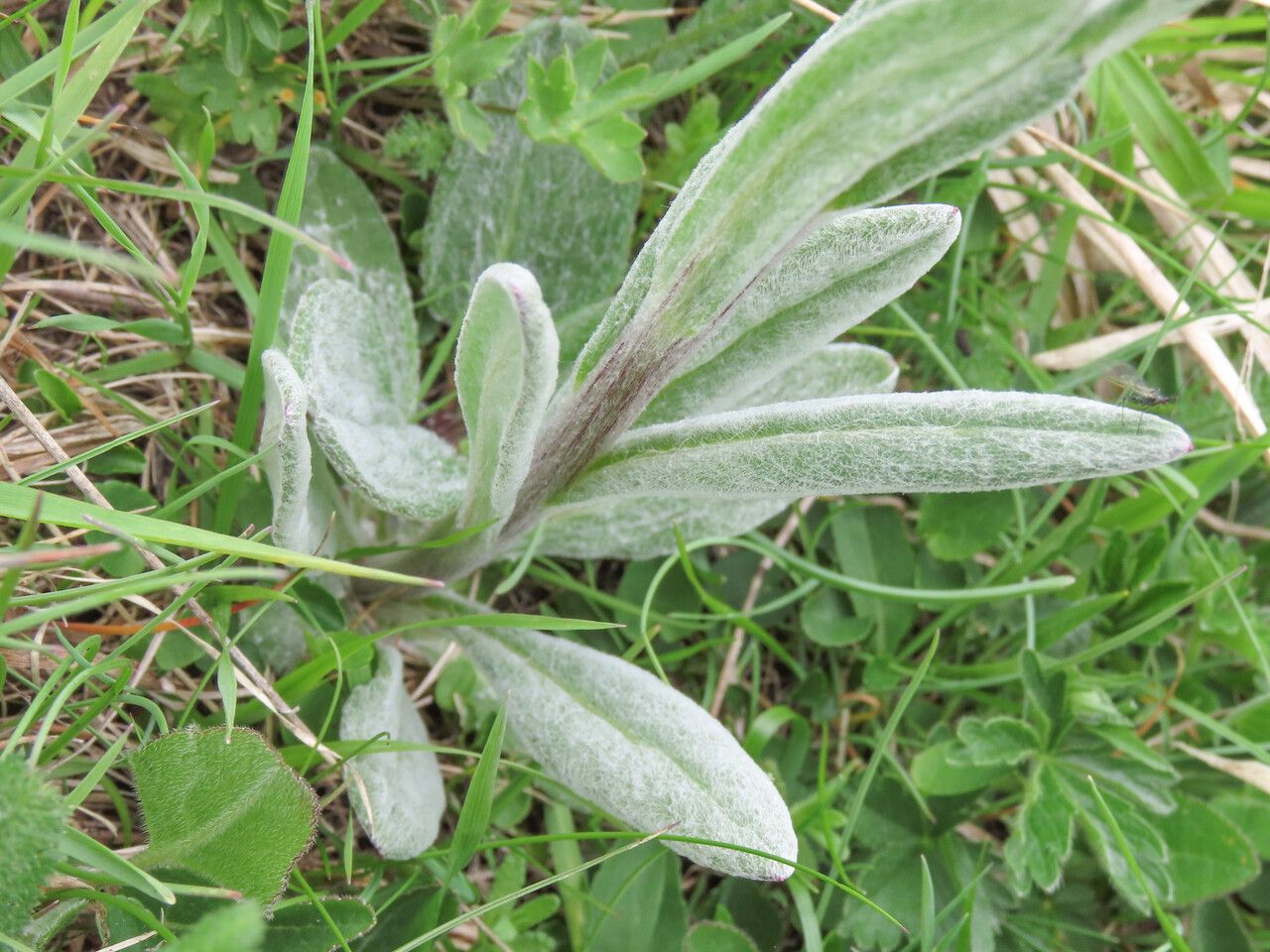 Tephroseris integrifolia — search result for 'Senecio'