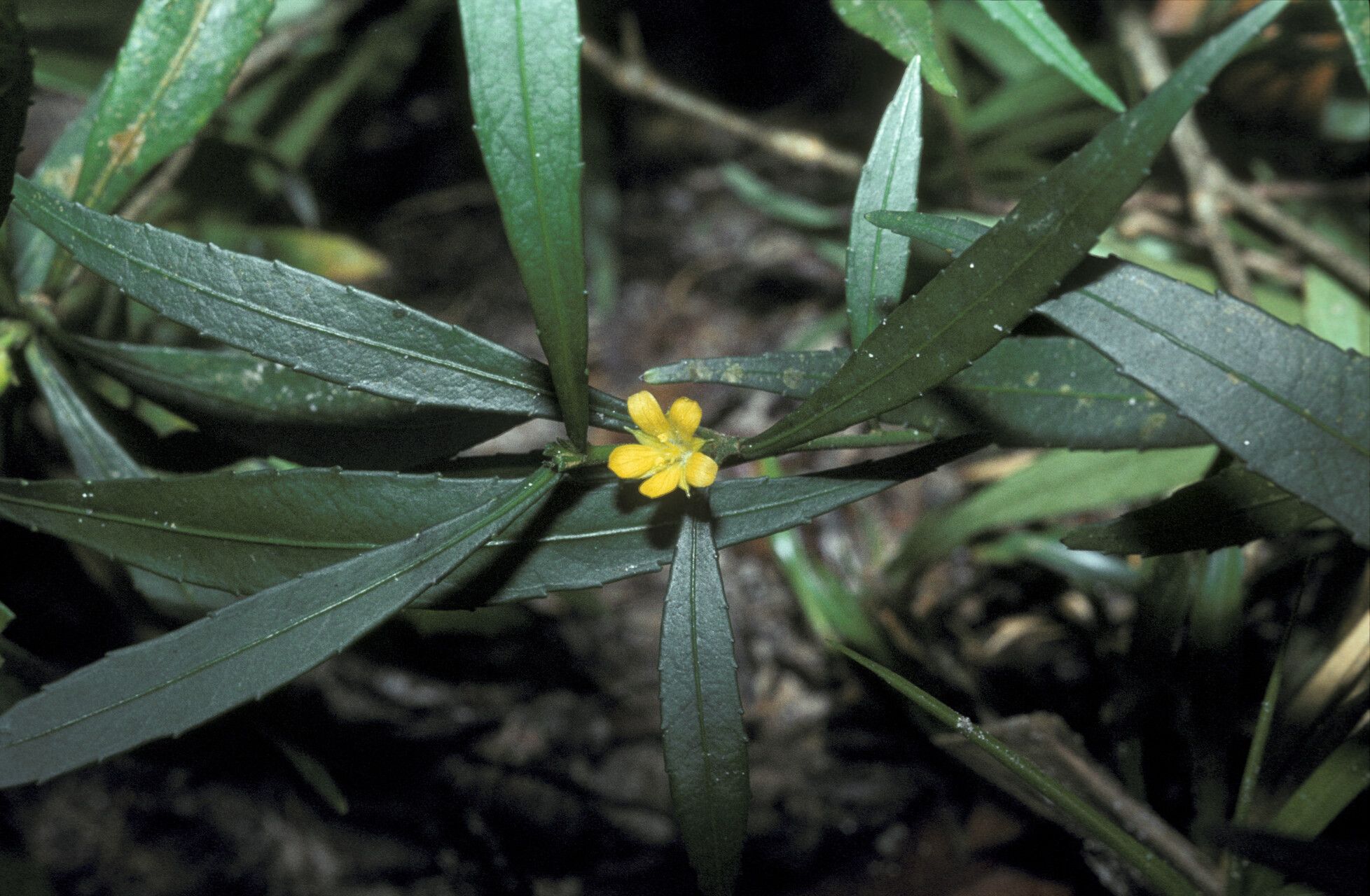 Turnera rupestris — houseplant care guide