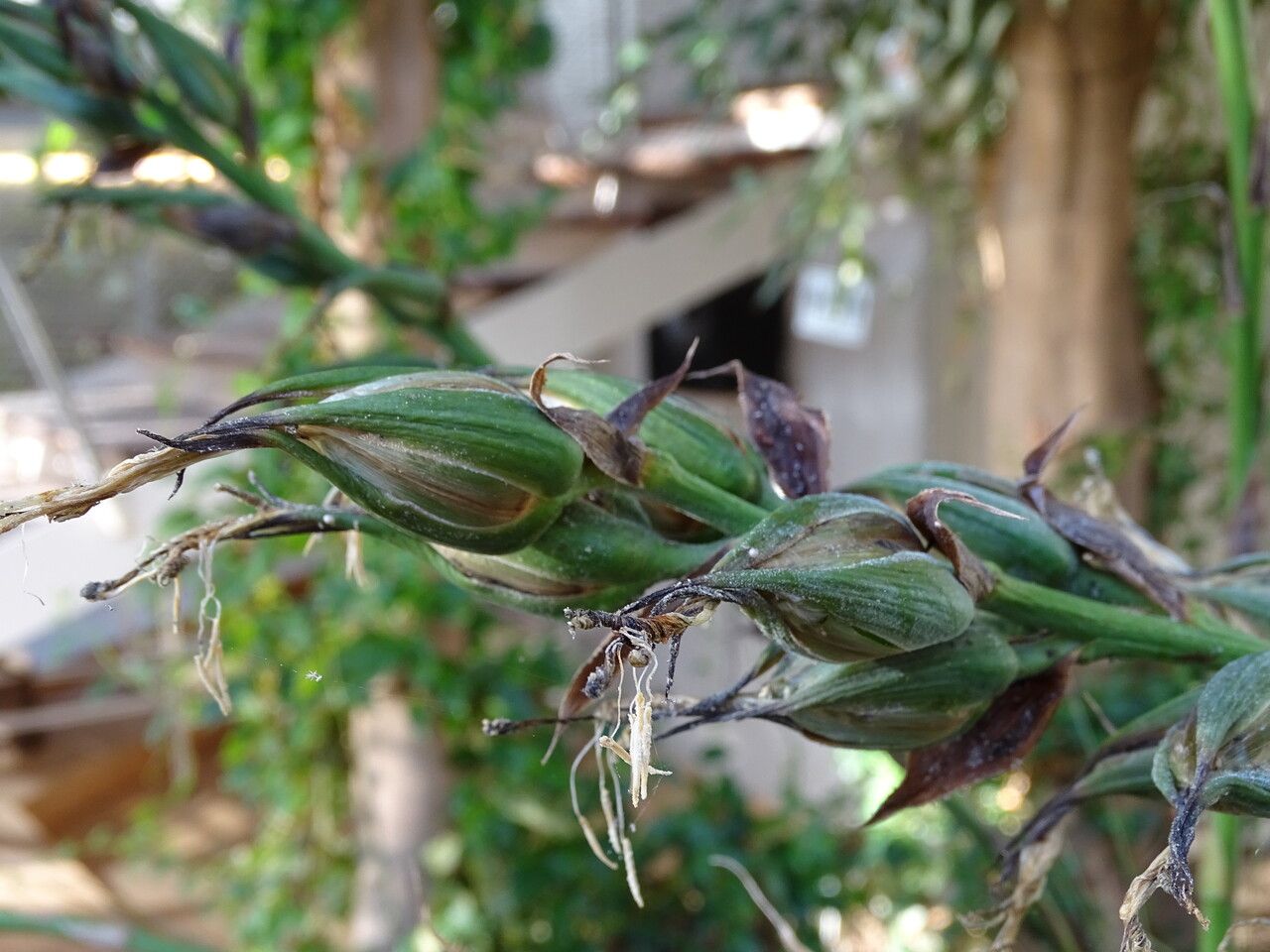 Puya mirabilis flower