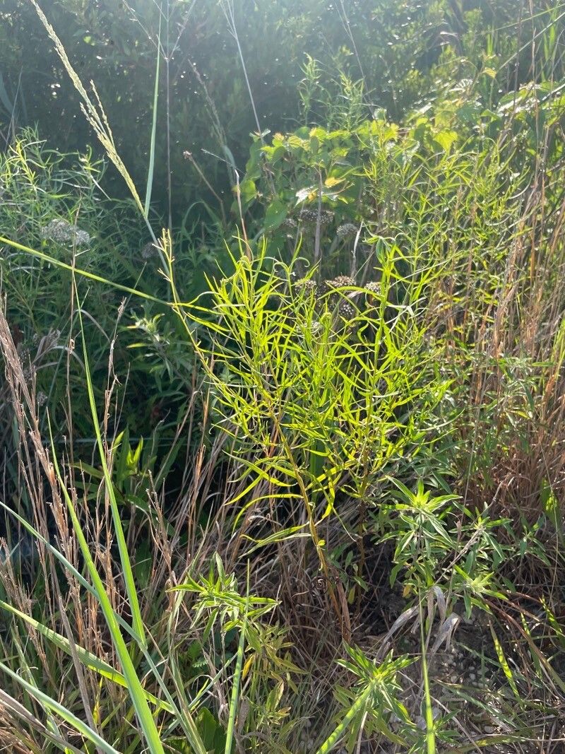 Euthamia gymnospermoides — related species from the same genus