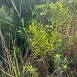 Euthamia gymnospermoides