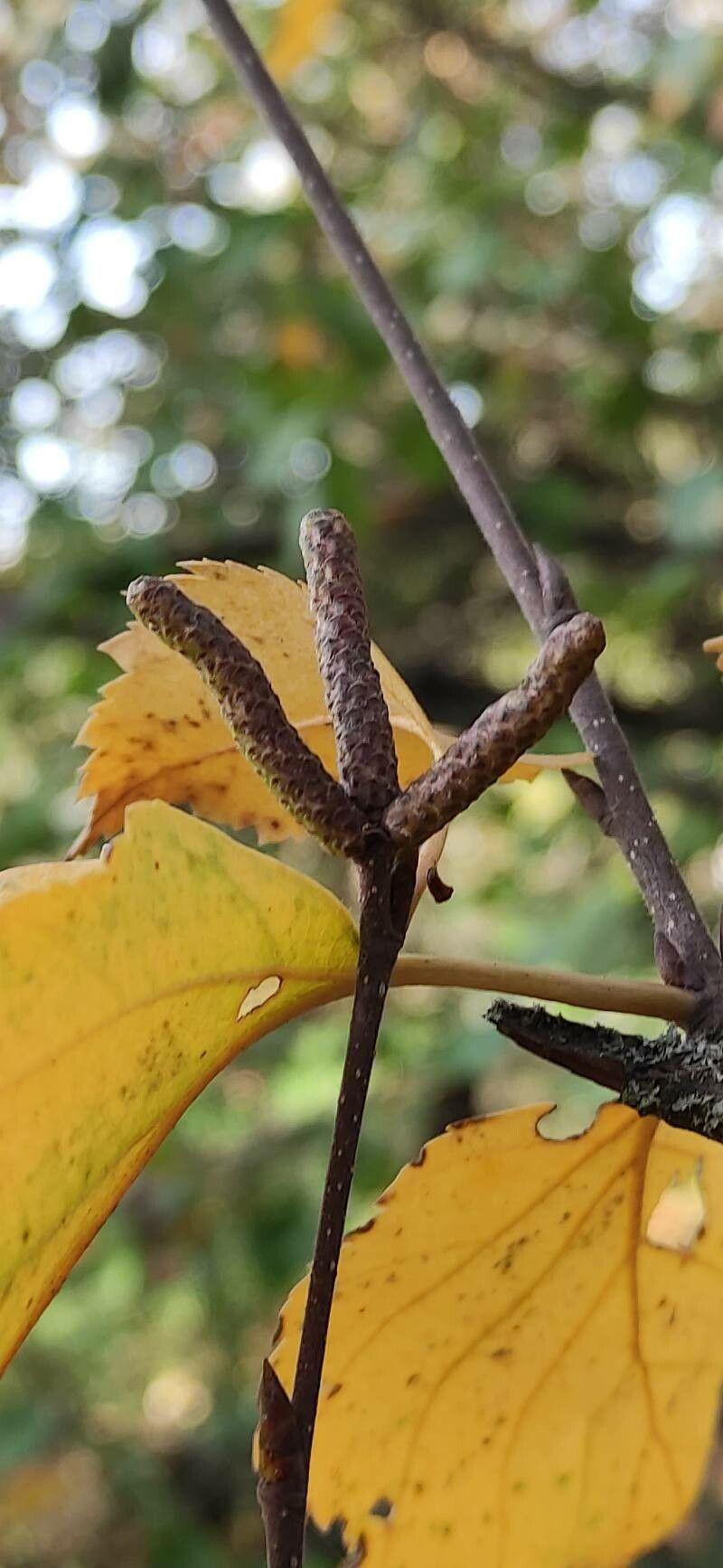 Betula tianschanica flower
