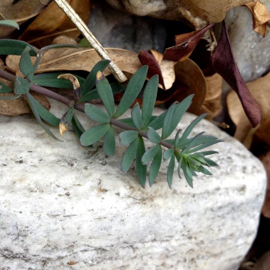 Euphorbia corsica leaf