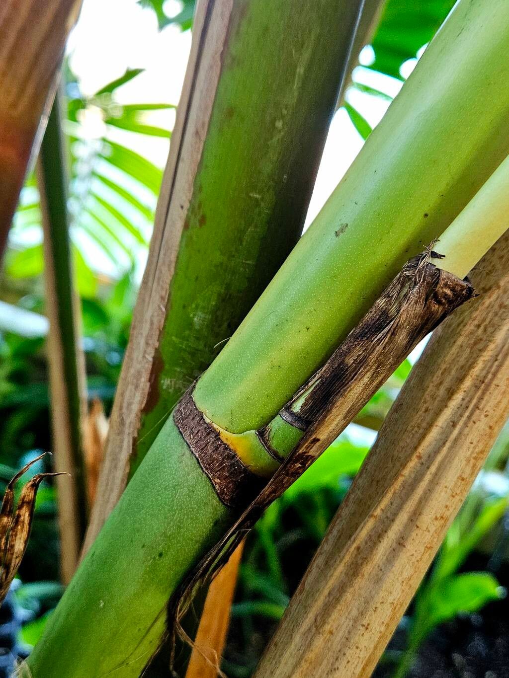 Chamaedorea alternans bark