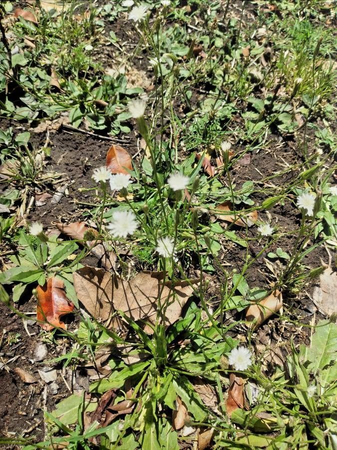 Hieracium albiflorum flower