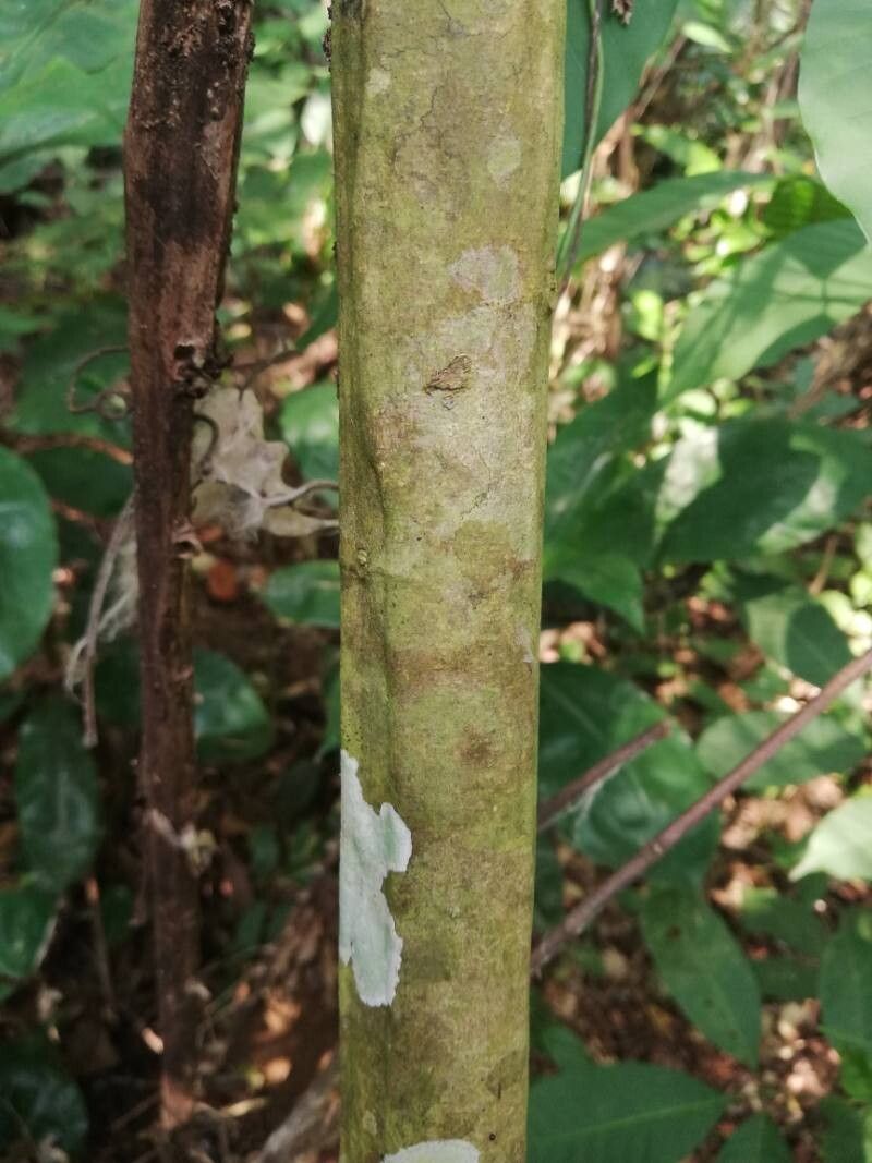 Plukenetia conophora bark