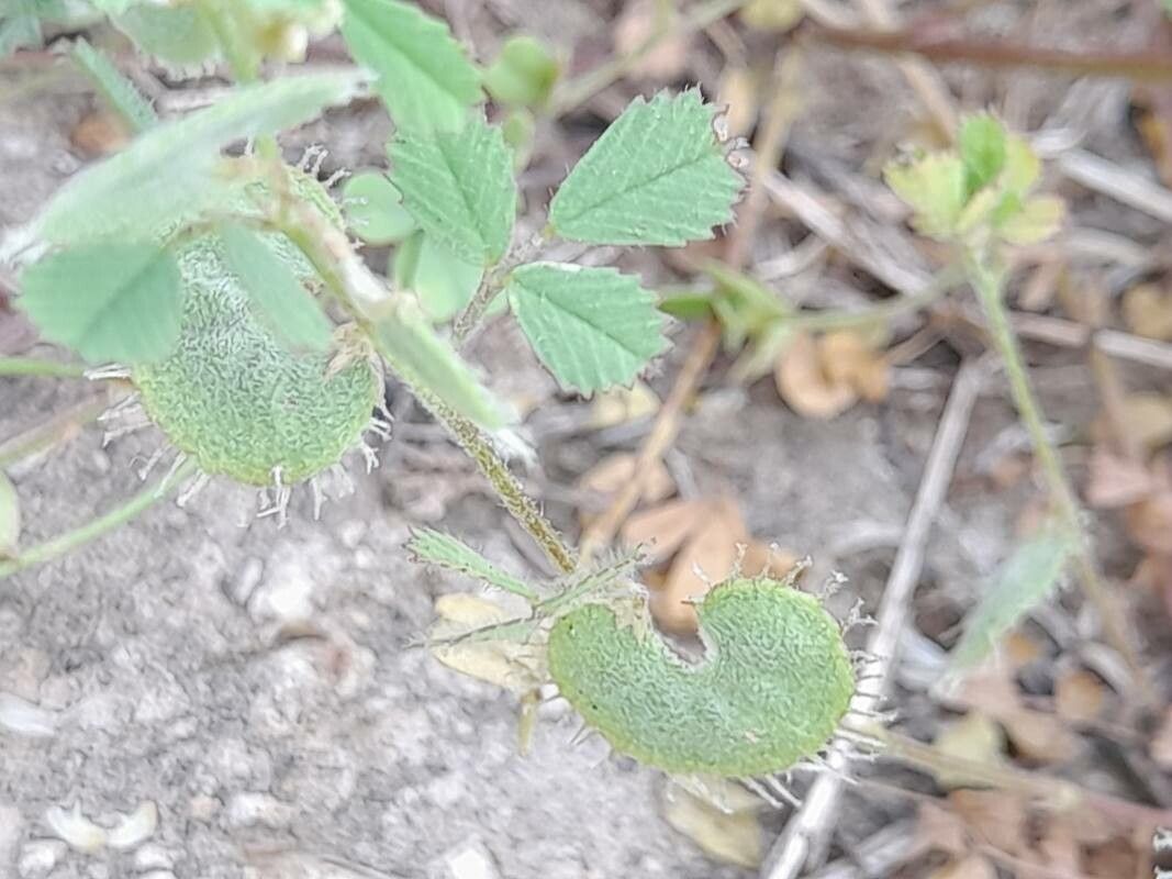 Medicago radiata fruit