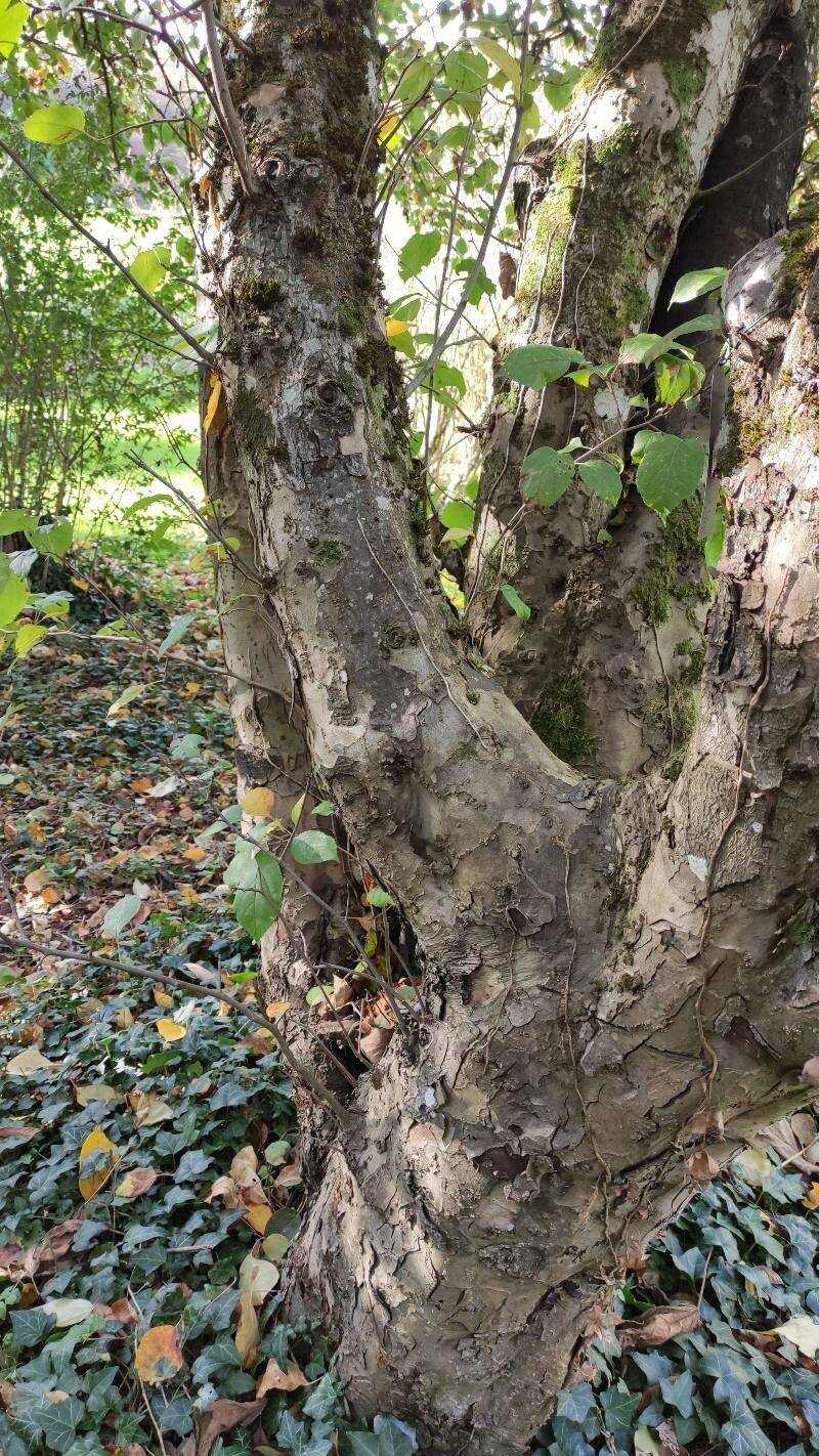 Malus sikkimensis bark