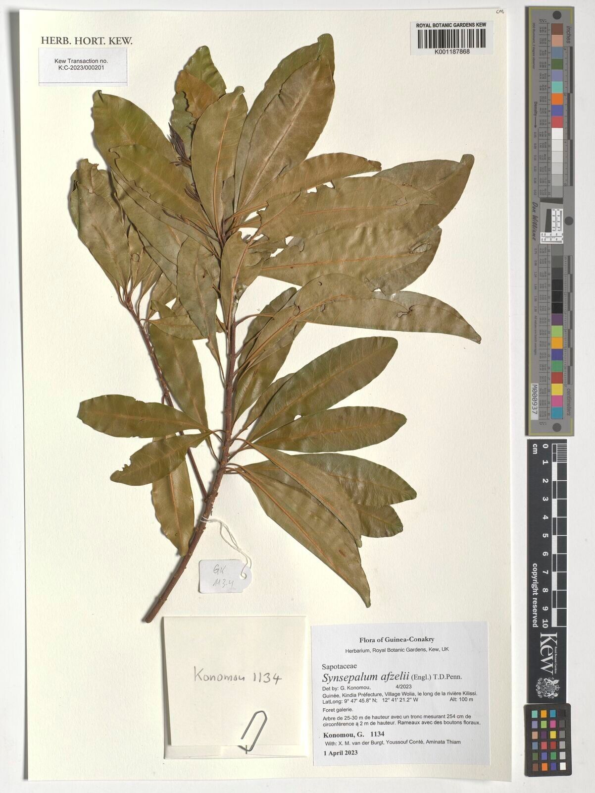 Synsepalum afzelii — related species from the same genus