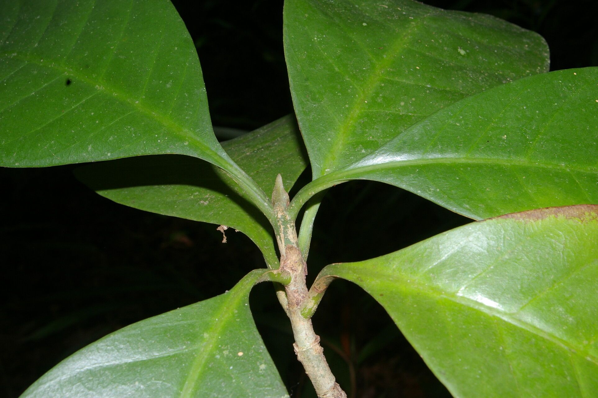 Carapichea affinis — related species from the same genus