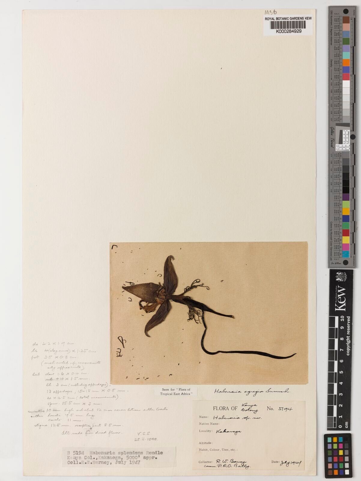 Habenaria egregia — houseplant care guide