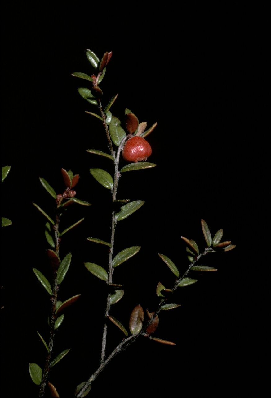 Gaultheria antarctica