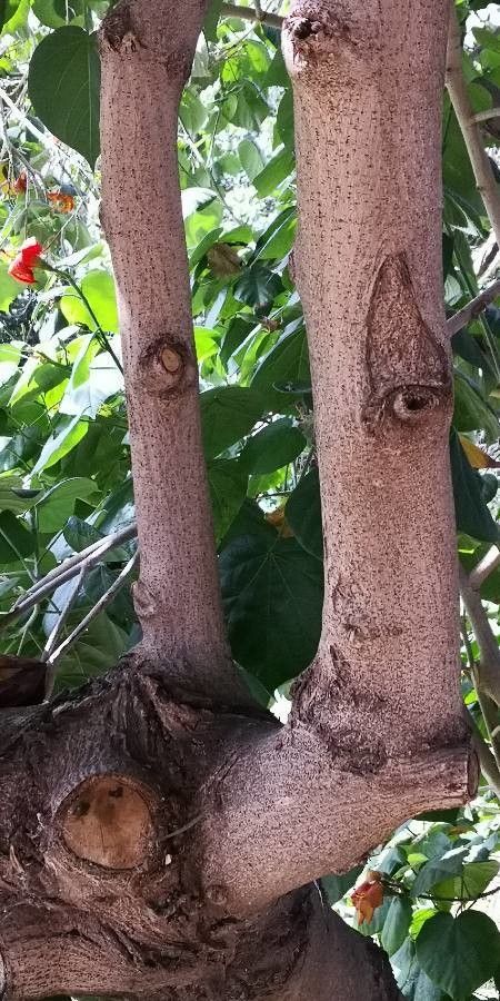 Hibiscus elatus bark