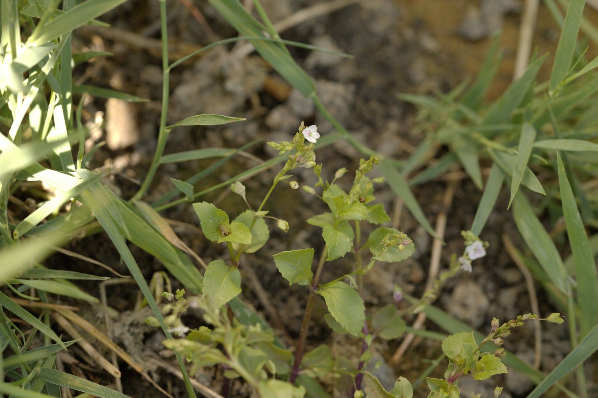 Veronica scardica habit