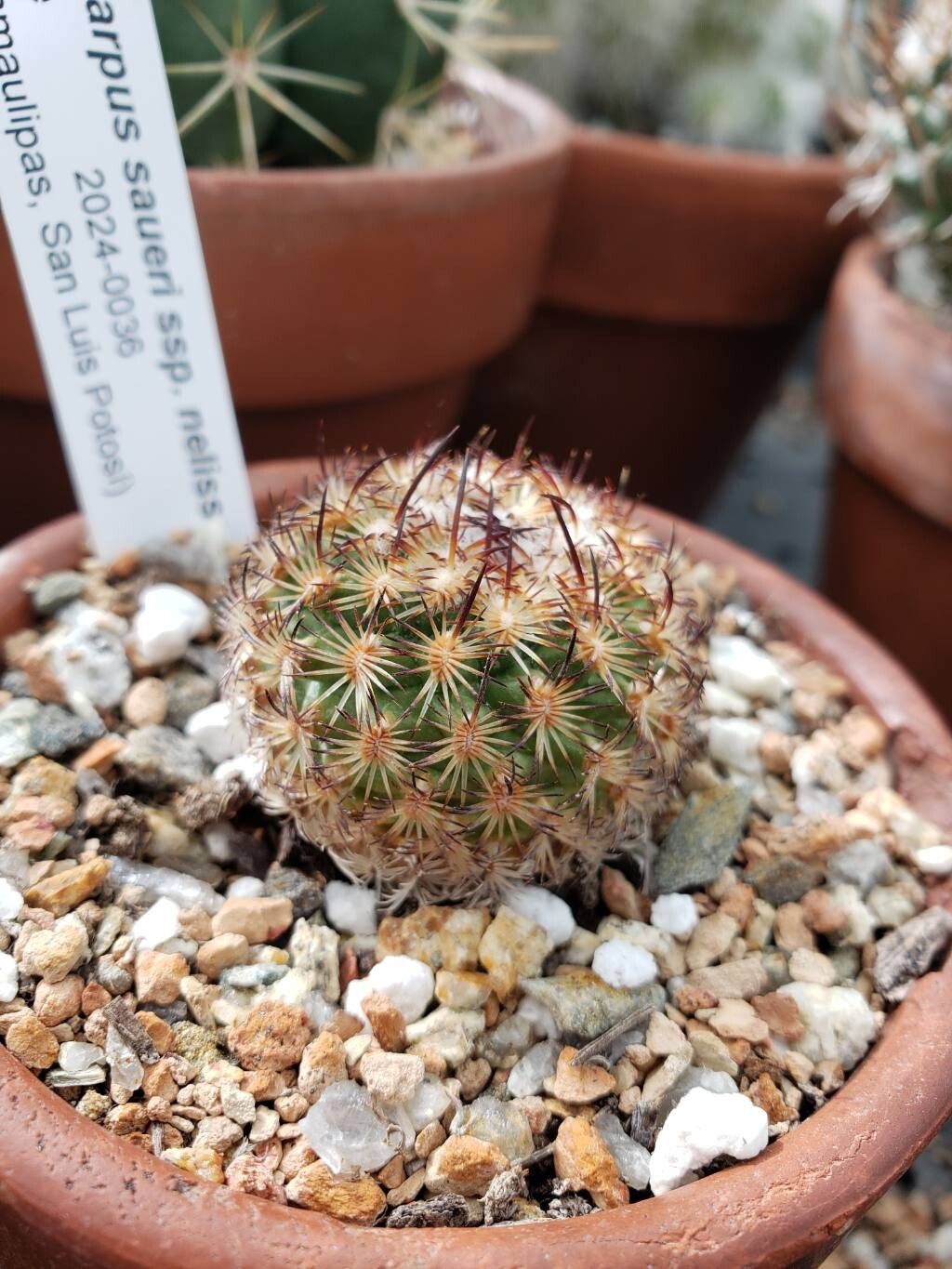 Turbinicarpus saueri leaf