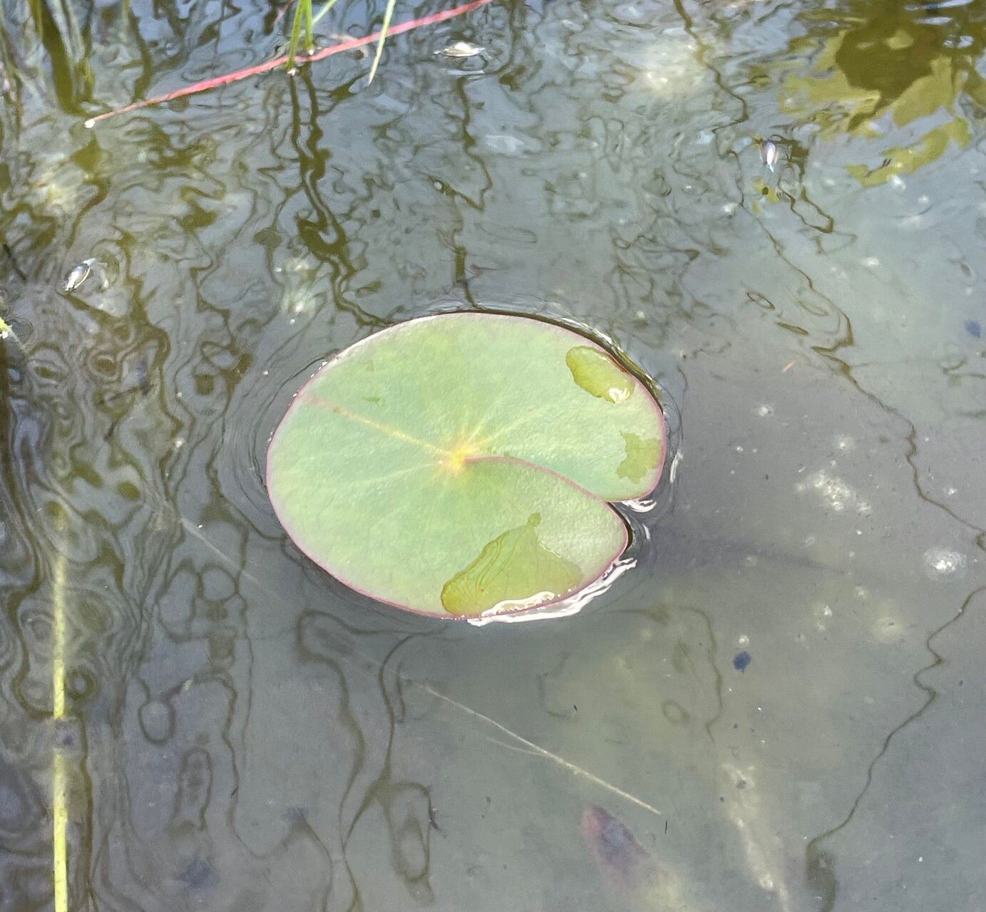 Nymphaea sulphurea — search result for 'Nymphaea'