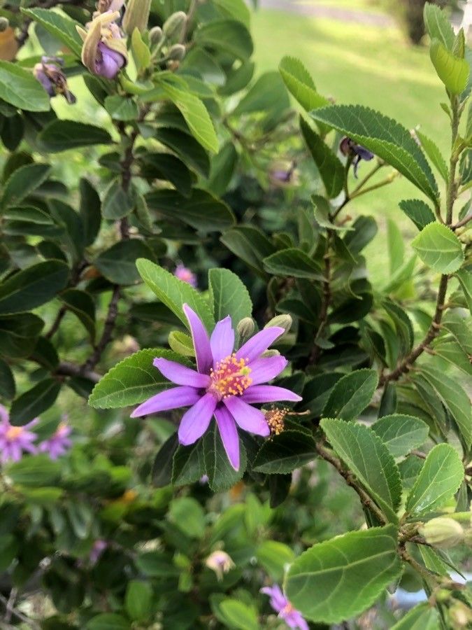 Grewia occidentalis flower