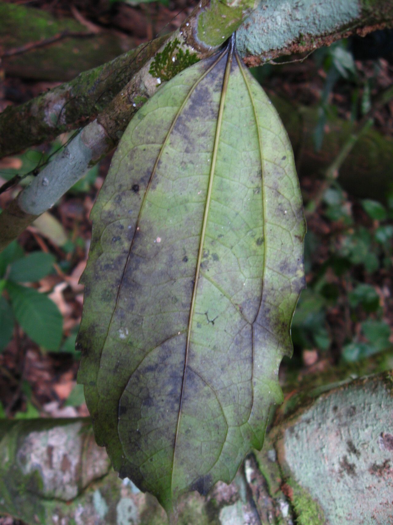 Celtis mauritiana leaf