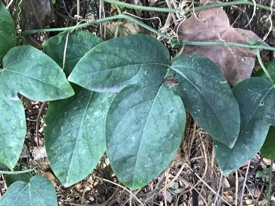 Passiflora × belotii — search result for 'Passiflora'