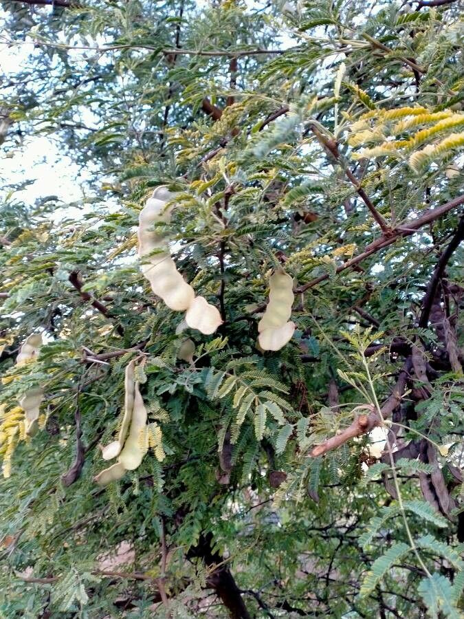 Vachellia nilotica fruit