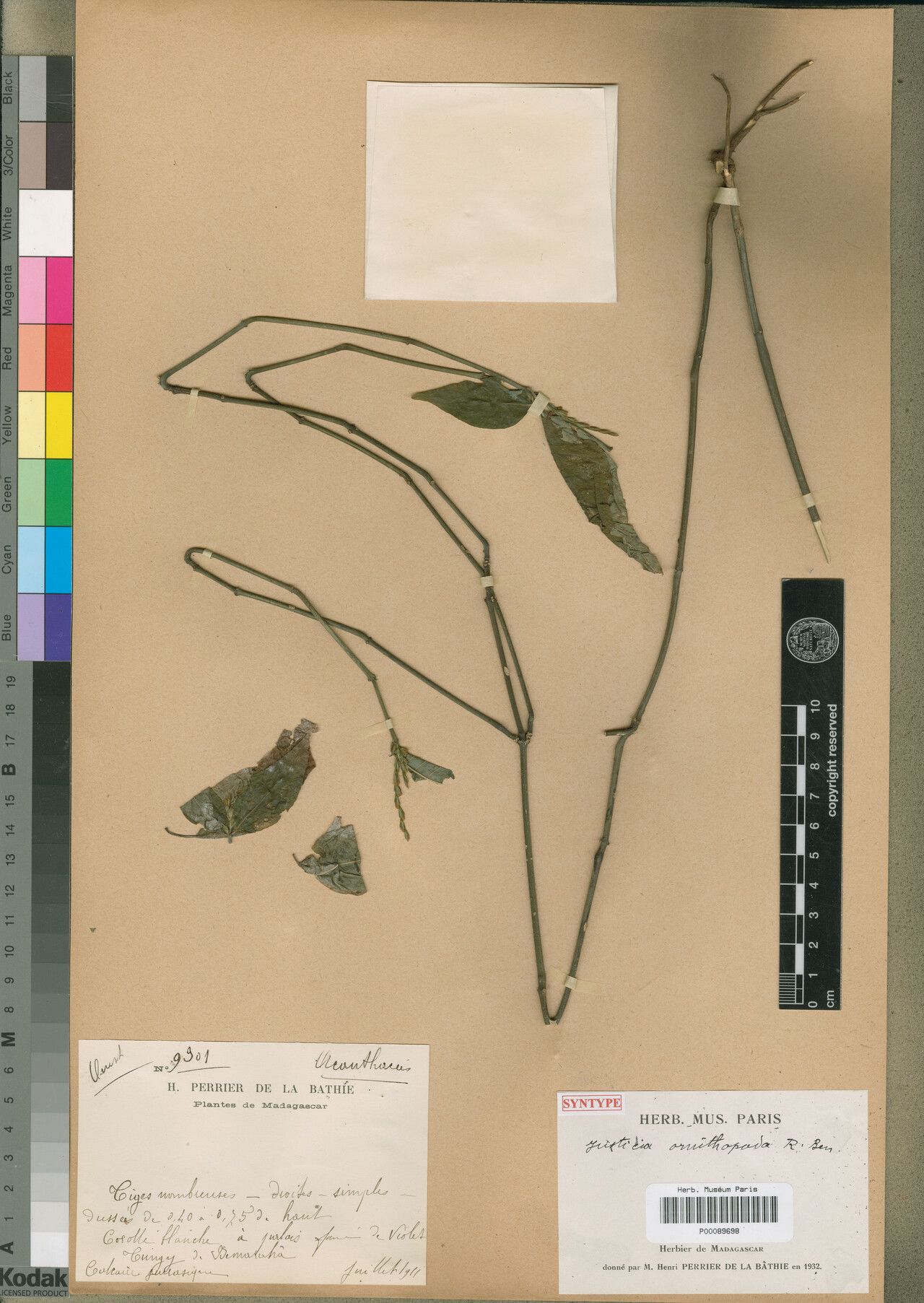 Justicia ornithopoda — houseplant care guide