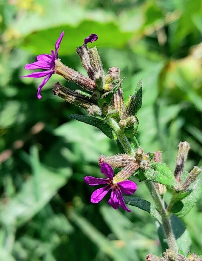 Cuphea calophylla flower
