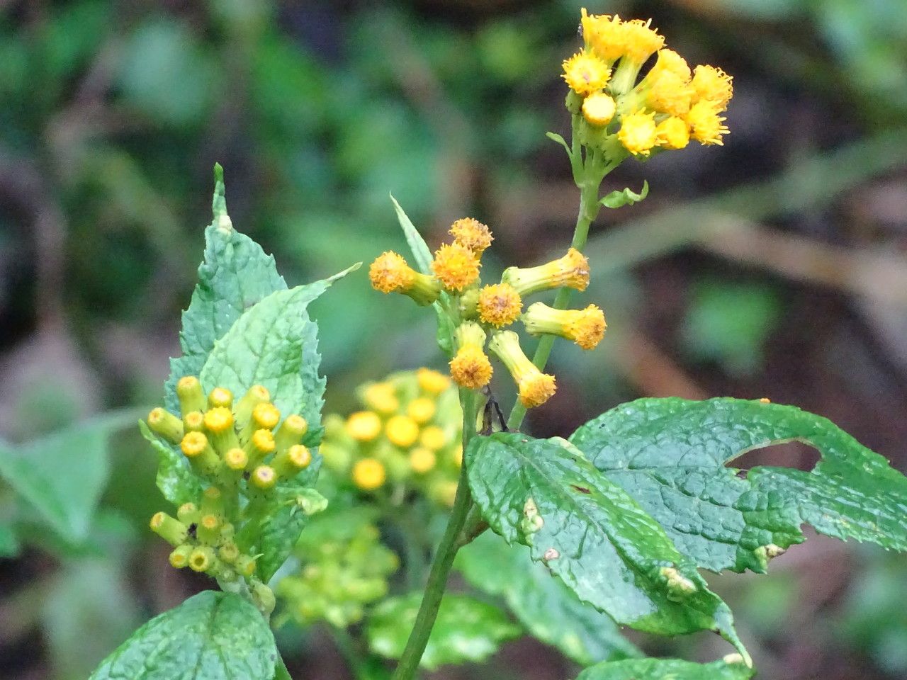 Senecio maranguensis flower