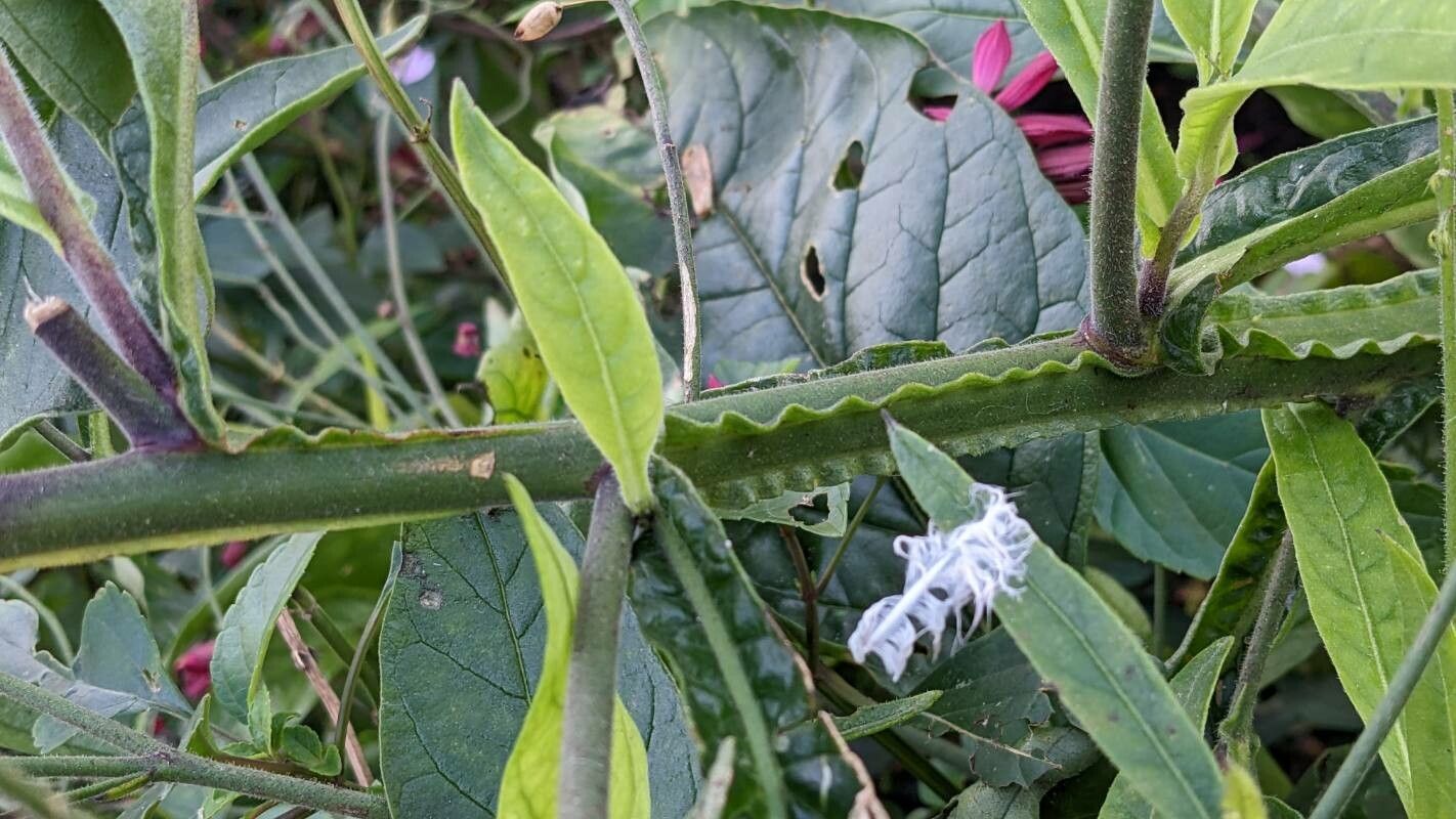Nicotiana × sanderi bark