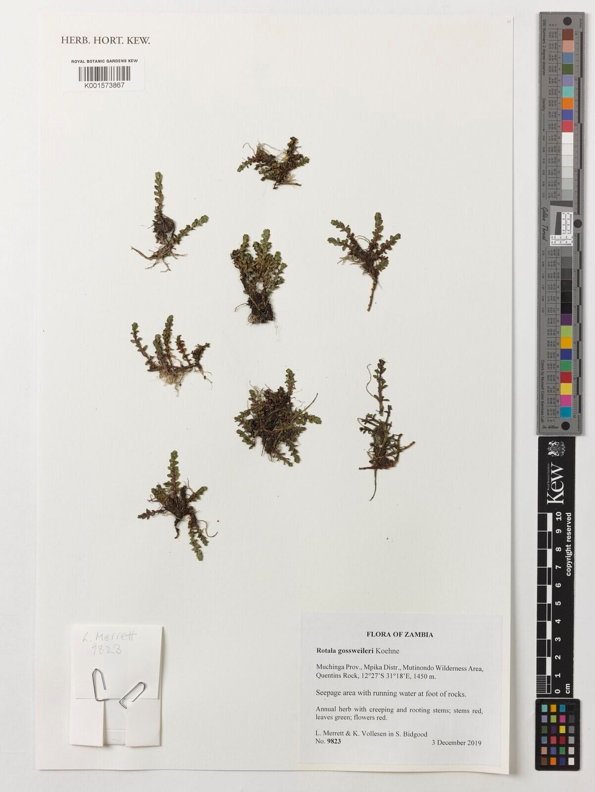 Rotala gossweileri — search result for 'Rotala'