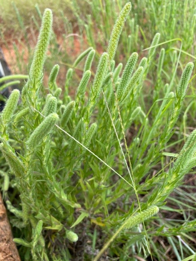 Ambrosia bidentata habit