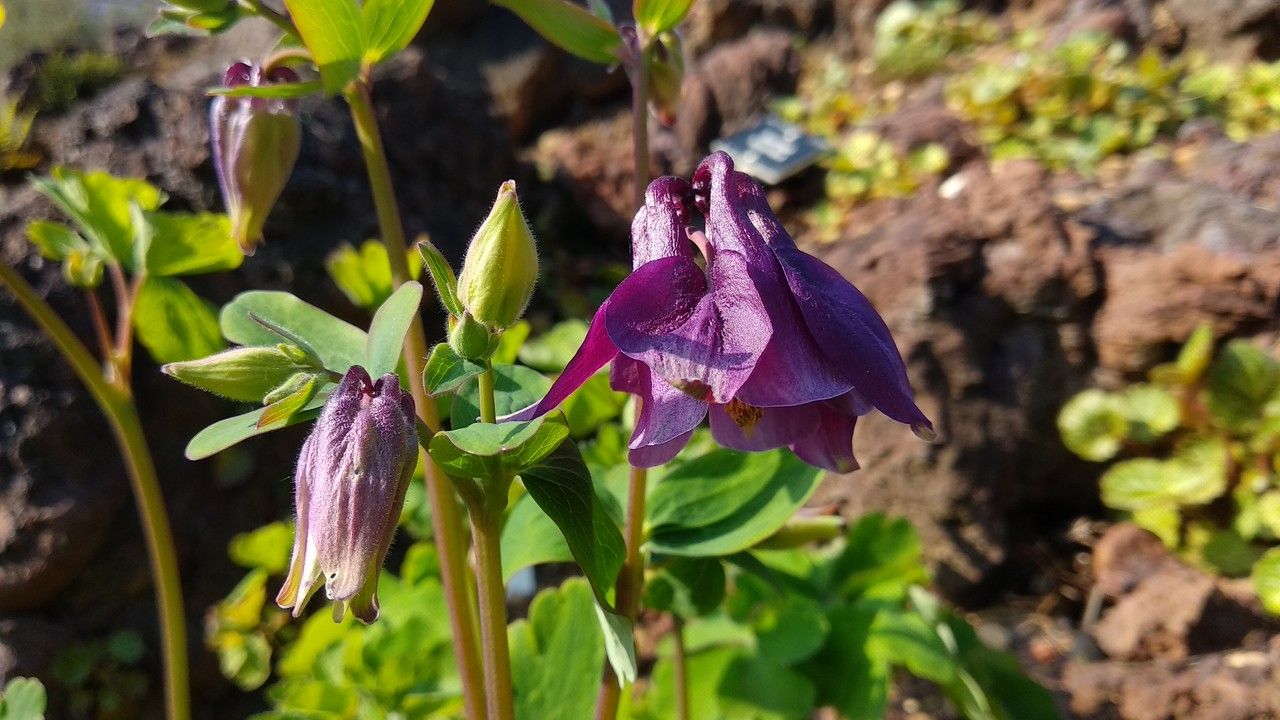 Aquilegia oxysepala flower