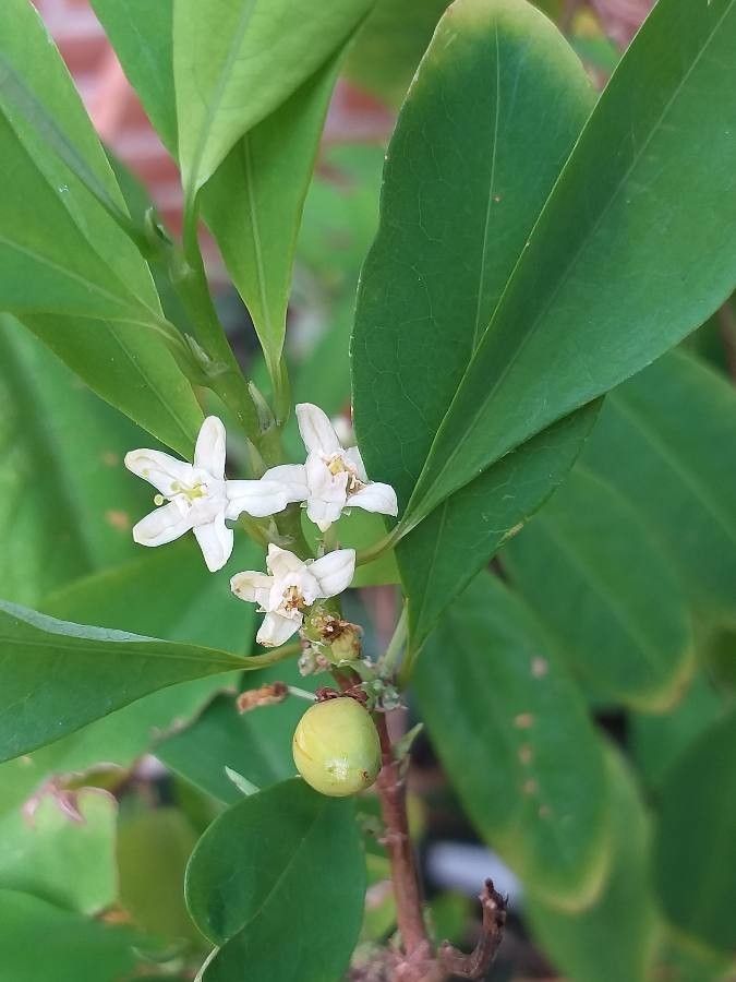 Erythroxylum coca flower