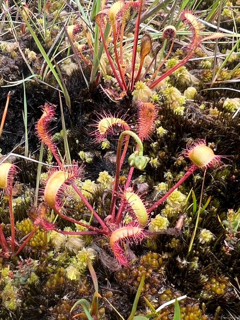 Drosera longifolia leaf