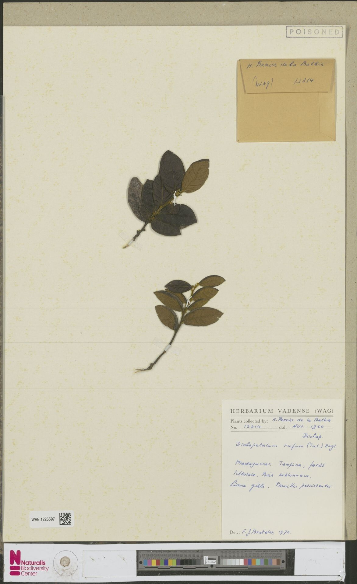 Dichapetalum rufum — houseplant care guide