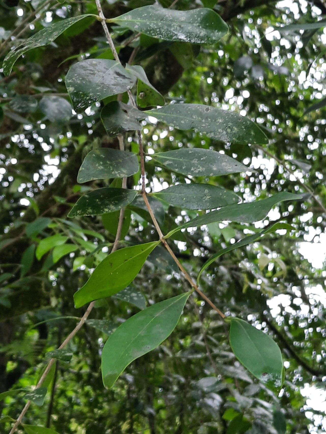 Memecylon umbellatum — search result for 'Memecylon'