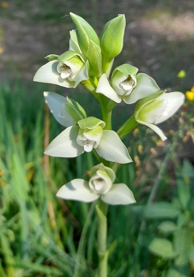 Chloraea membranacea flower