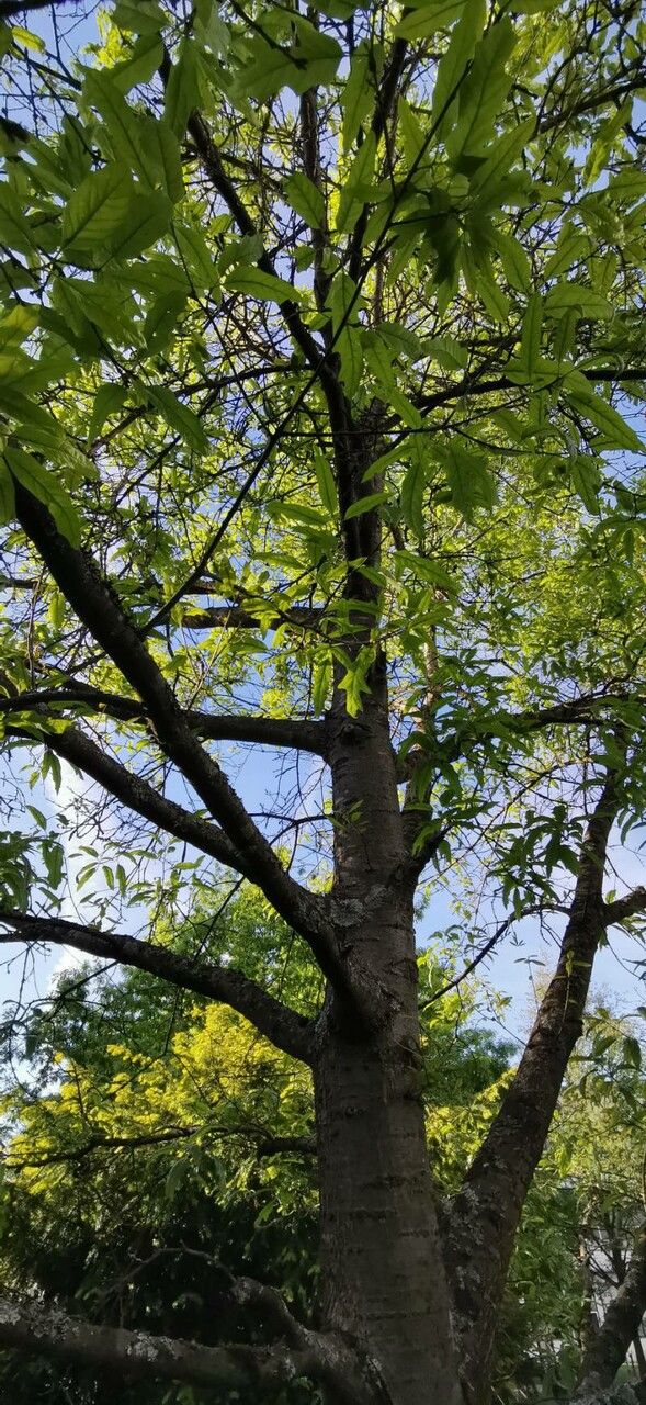 Quercus × leana habit