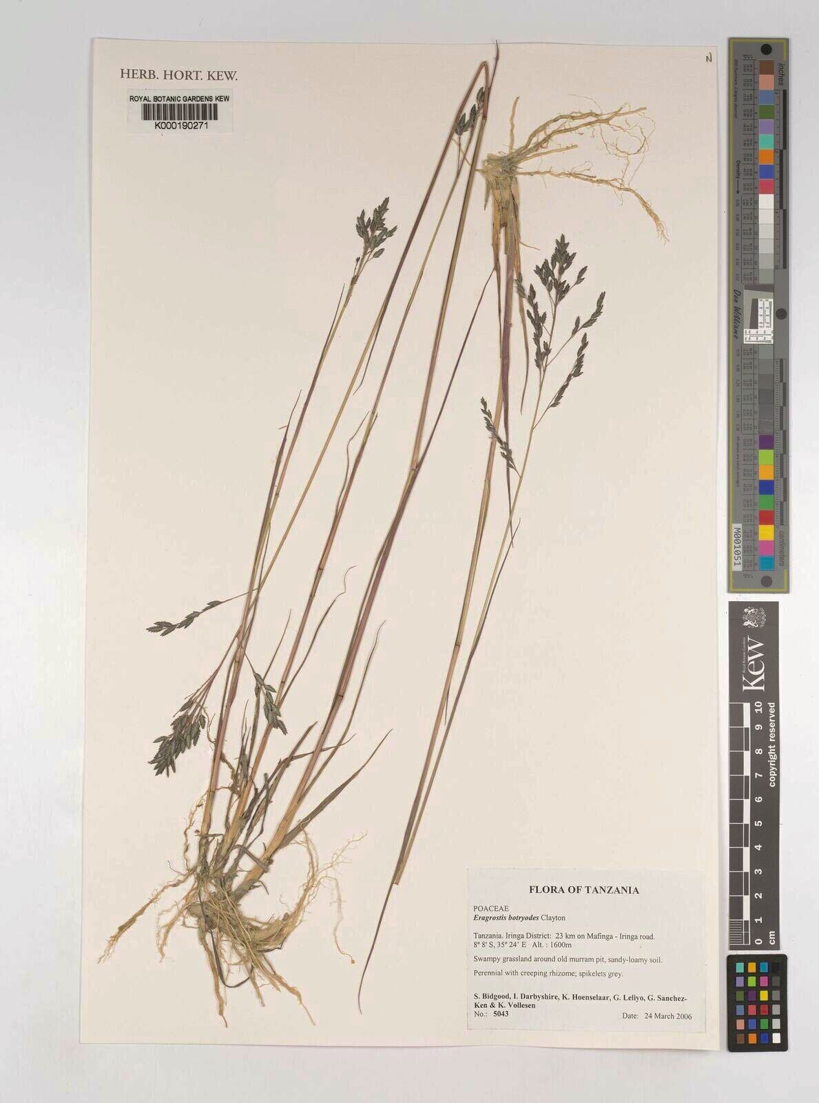 Eragrostis botryodes — search result for 'Eragrostis'