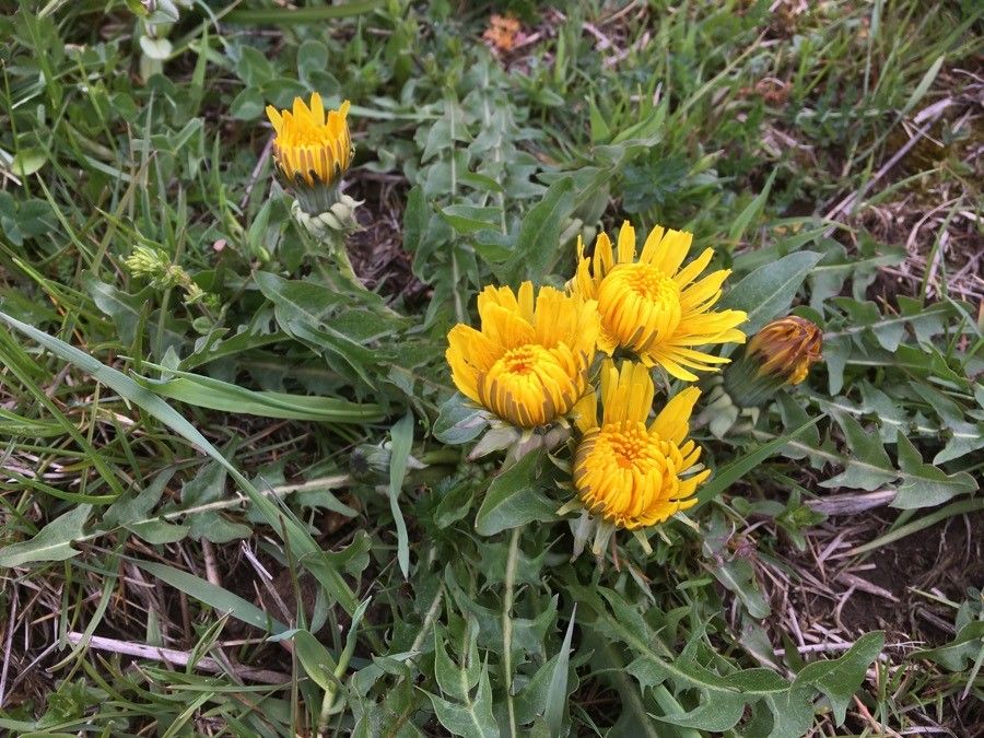 Sonchus radicatus flower