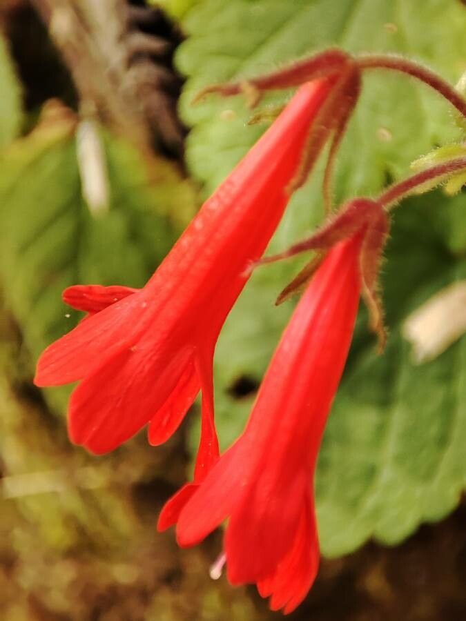 Ourisia ruellioides — houseplant care guide