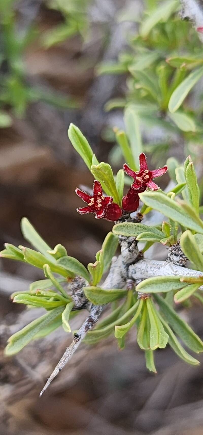 Prunus eburnea flower