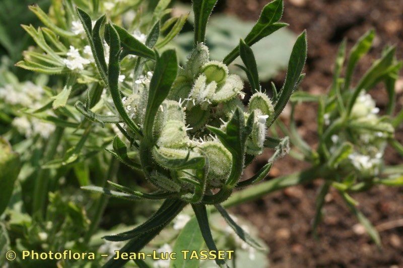 Tordylium syriacum fruit
