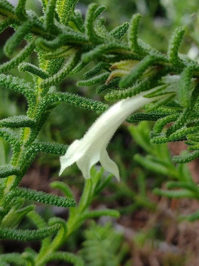 Chloanthes stoechadis flower