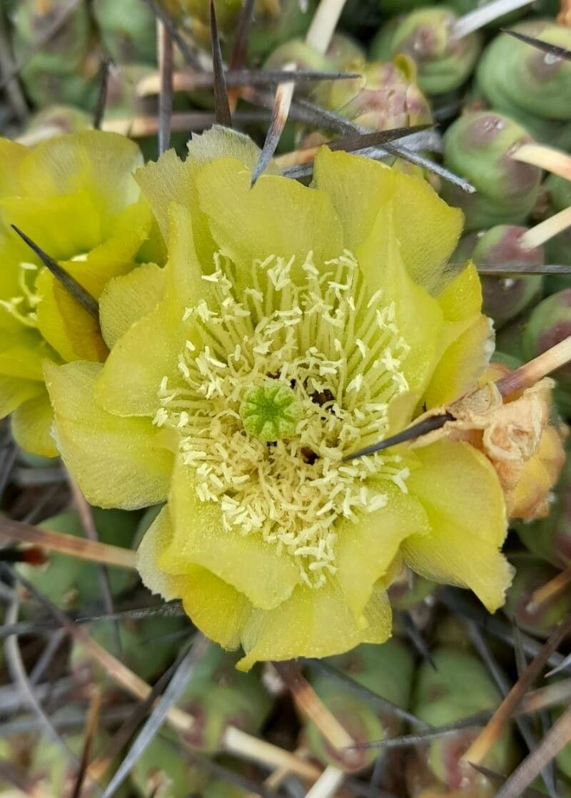 Maihueniopsis molfinoi flower