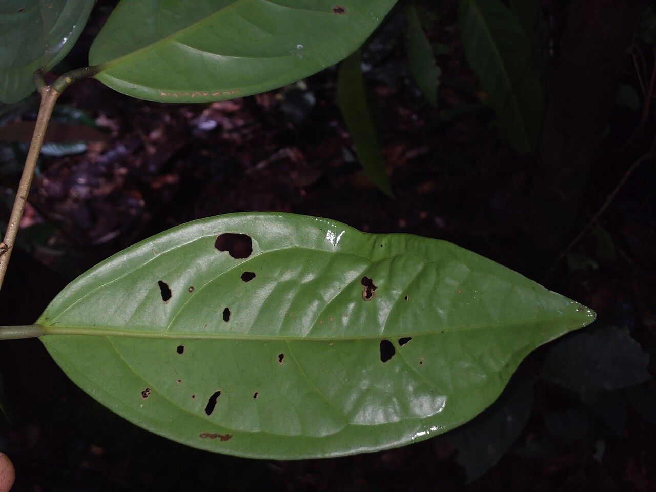 Eugenia anastomosans — houseplant care guide