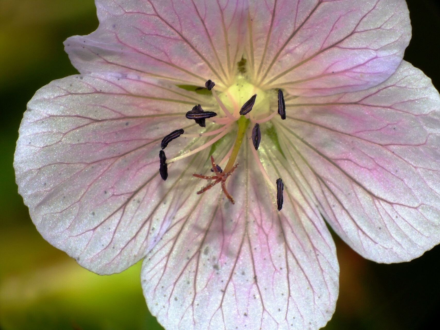 Geranium refractum flower