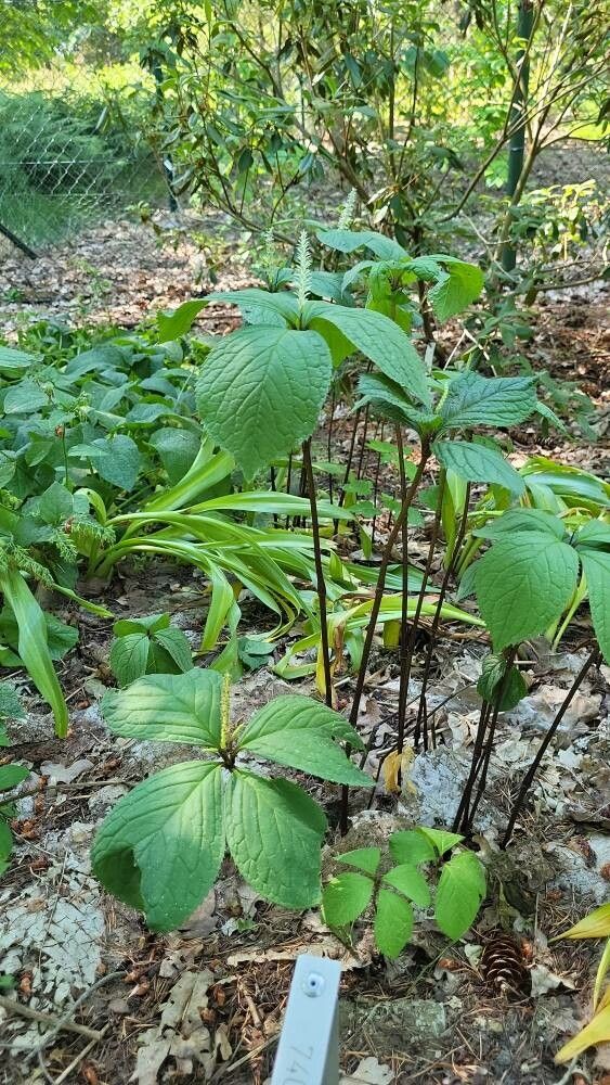 Chloranthus henryi habit